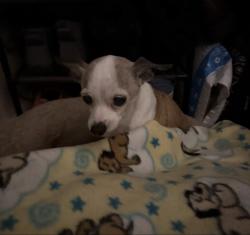 Reunited Unknown Dog last seen Corvallis, San Leandro, CA 94579