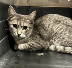 Shelter Stray Female Cat last seen Near BLOCK N CORONA ST, DENVER CO 80218, 2080 S Quebec St, Denver, CO 80231, USA