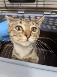 Shelter Stray Female Cat last seen CHAMBERS AND JEWELL, 2080 S Quebec St, Denver, CO 80231, USA