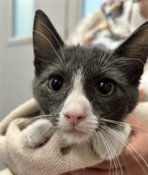 Shelter Stray Female Cat last seen , 2080 S Quebec St, Denver, CO 80231, USA