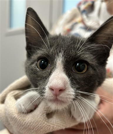 Shelter Stray Female Cat last seen , 2080 S Quebec St, Denver, CO 80231, USA