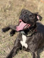 Reunited Male Dog last seen Near great family trl Ooltewah tn, Ooltewah, TN 37363