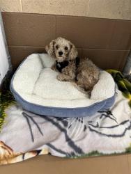 Shelter Stray Male Dog last seen Near BLOCK OF E 4TH ST, 130 Beyer Way, Chula Vista, CA 91911, USA