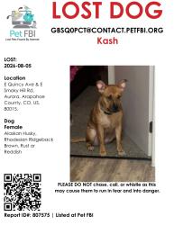 Lost Female Dog last seen Quincy and Smoky Hill Rd, Aurora, CO 80015