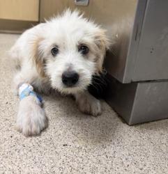 Shelter Stray Male Dog last seen Near BLOCK ORCHARD GROVE WAY, RIVERSIDE, CA, 6851 Van Buren Boulevard, Jurupa Valley, CA 92509, USA