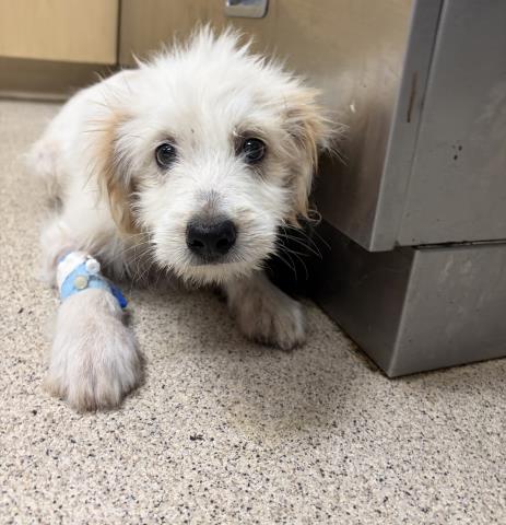 Shelter Stray Male Dog last seen Near BLOCK ORCHARD GROVE WAY, RIVERSIDE, CA, 6851 Van Buren Boulevard, Jurupa Valley, CA 92509, USA