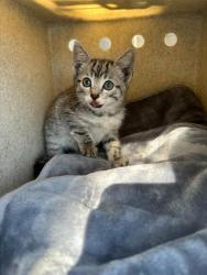Shelter Stray Female Cat last seen GATEWAY OAKS DR & RIVER PLAZA DR, 2127 Front St, Sacramento, CA 95818, USA