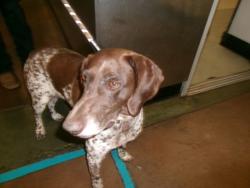Shelter Stray Female Dog last seen , 14409 Vanowen St, Van Nuys, CA 91405, USA