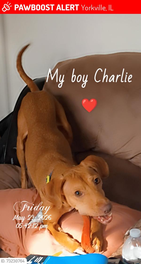 Lost Male Dog last seen Route 47 and Garden St on Yorkville IL, Yorkville, IL 60560