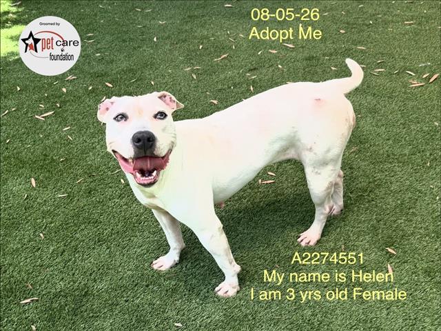 Shelter Stray Female Dog last seen , 1850 W 60th St, Los Angeles, CA 90047, USA