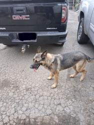 Found/Stray Female Dog last seen Bowman Circle, Pell City, AL 35125
