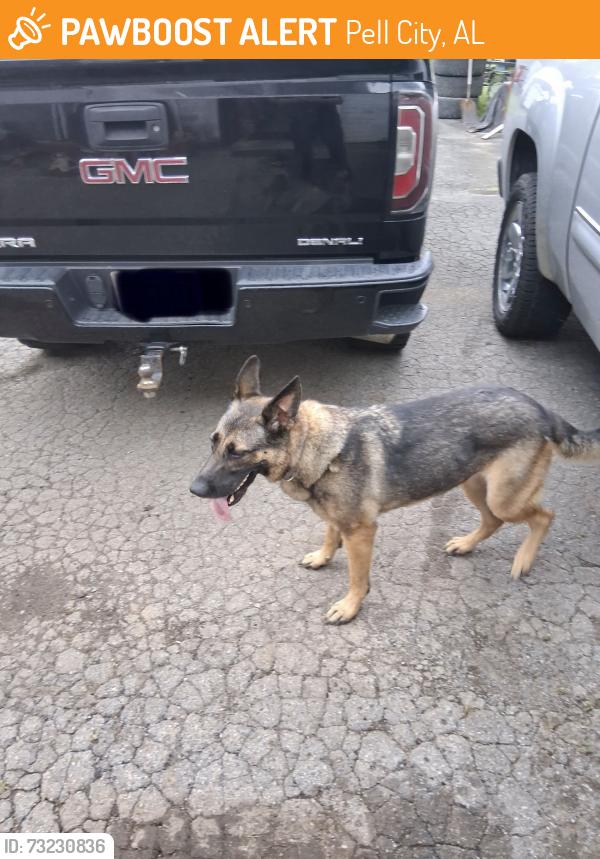 Found/Stray Female Dog last seen Bowman Circle, Pell City, AL 35125