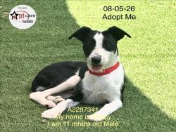 Shelter Stray Male Dog last seen , 1850 W 60th St, Los Angeles, CA 90047, USA