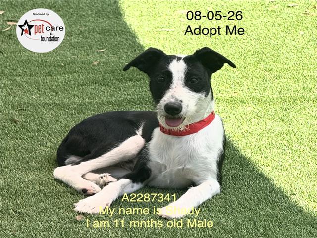 Shelter Stray Male Dog last seen , 1850 W 60th St, Los Angeles, CA 90047, USA