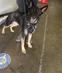 Shelter Stray Male Dog last seen , 1850 W 60th St, Los Angeles, CA 90047, USA
