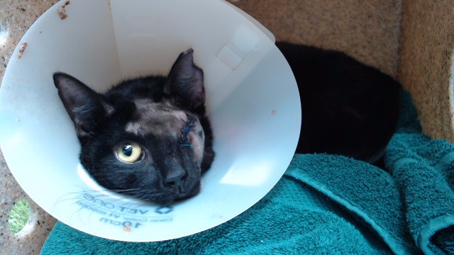 Shelter Stray Female Cat last seen , 11258 Garfield Ave, Downey, CA 90242, USA