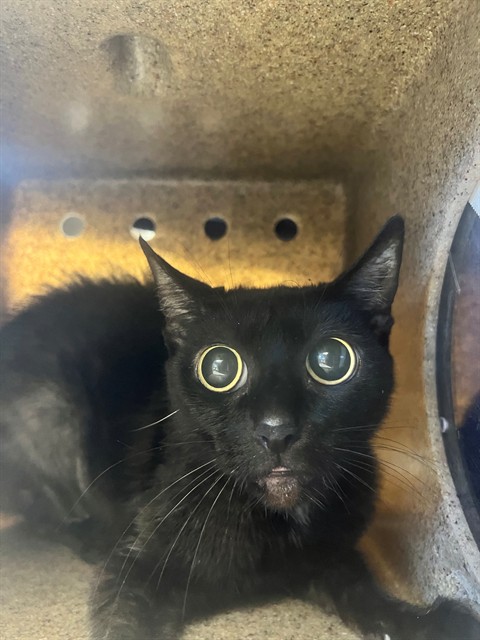 Shelter Stray Female Cat last seen , 11258 Garfield Ave, Downey, CA 90242, USA