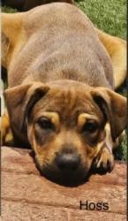Reunited Male Dog last seen Hwy 66 and I30, Caddo Mills, TX 75135
