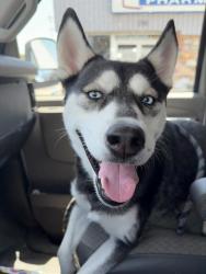 Shelter Stray Female Dog last seen GOLDEN STATE/ELM, BAKERSFIELD, CA, 201 S Mt Vernon Ave, Bakersfield, CA 93307, USA