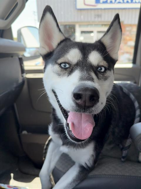Shelter Stray Female Dog last seen GOLDEN STATE/ELM, BAKERSFIELD, CA, 201 S Mt Vernon Ave, Bakersfield, CA 93307, USA
