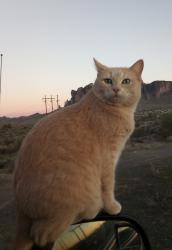 Lost Female Cat last seen 28th St & North Beach Street, Fort Worth, TX 76137