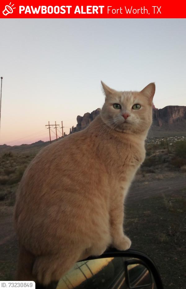 Lost Female Cat last seen 28th St & North Beach Street, Fort Worth, TX 76137