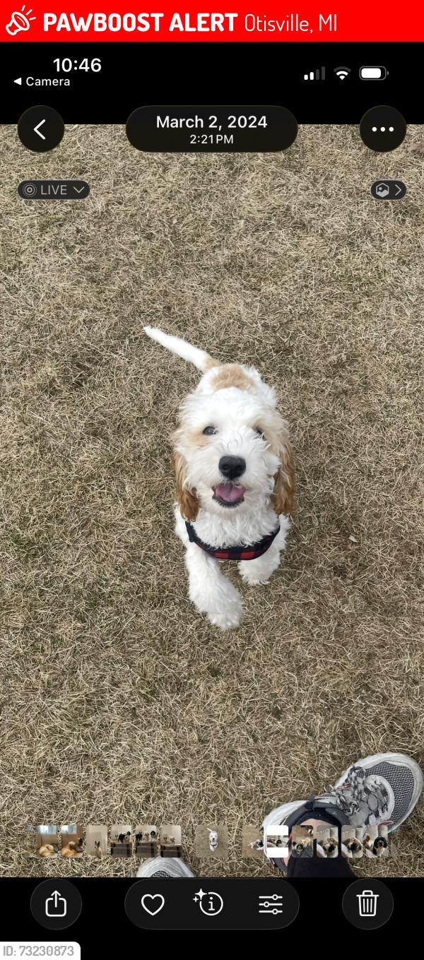 Lost Male Dog last seen E Frances and M 15, Otisville, MI 48463