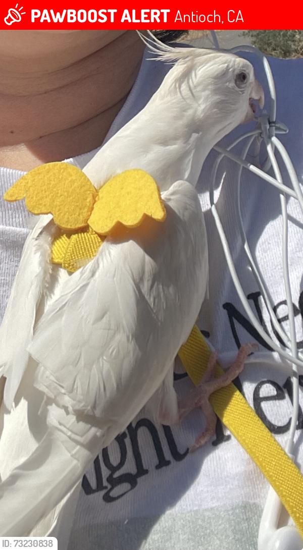 Lost Female Bird last seen Cashew street, Antioch, CA 94509