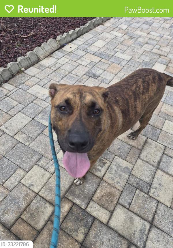 Reunited Male Dog last seen Nature Trail Blvd/ New Life Christian Church, Bayonet Point, FL 34668