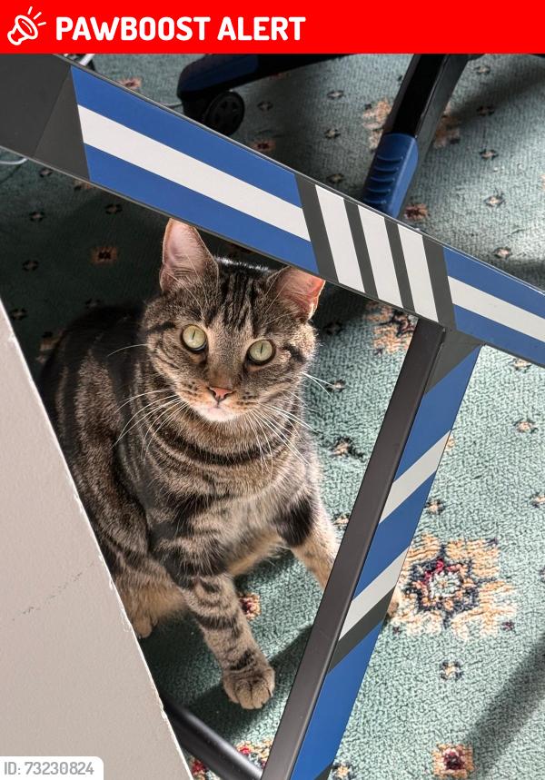 Lost Male Cat last seen Station Road Chingford E4 7BU, Greater London, England 