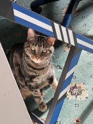 Lost Male Cat last seen Station Road Chingford E4 7BU, Greater London, England 