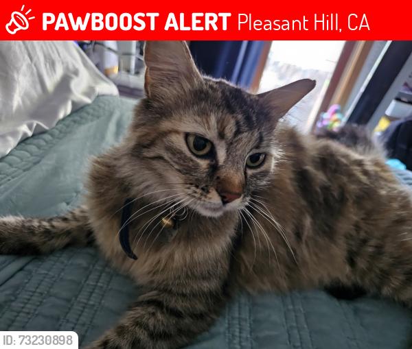 Lost Female Cat last seen Soule and Patterson, Pleasant Hill, CA 94523