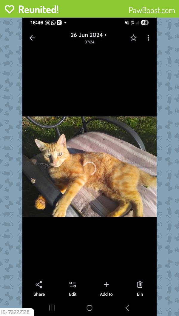 Reunited Male Cat last seen Campbell close, East Sussex, England 