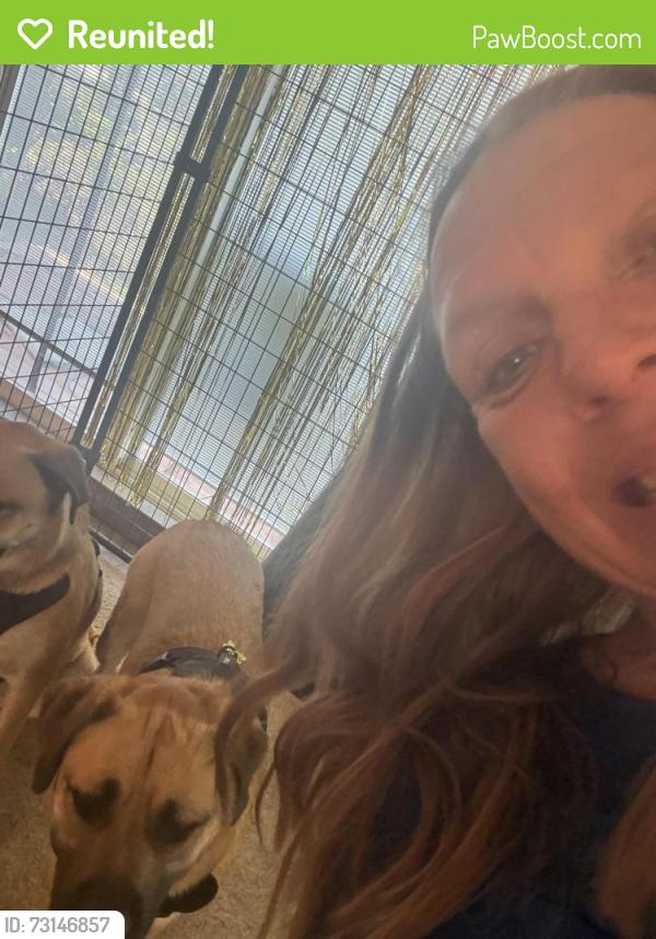 Reunited Female Dog last seen Open space above tioga rd, Concord, CA 94518