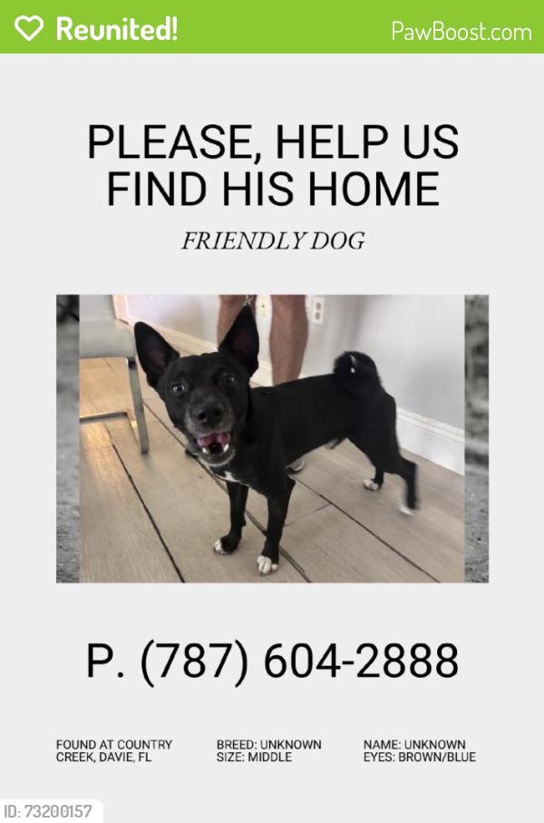 Reunited Male Dog last seen Community Pool, Davie, FL 33314