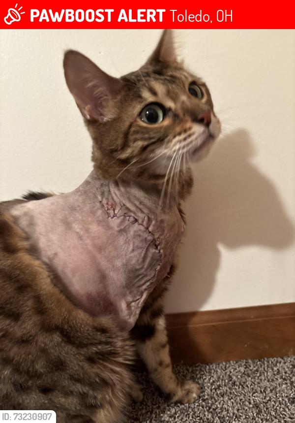 Lost Male Cat last seen Suder and northwyk, Toledo, OH 43611