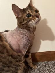 Lost Male Cat last seen Suder and northwyk, Toledo, OH 43611