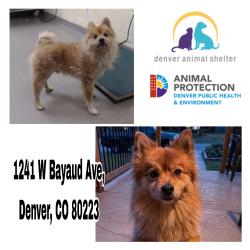 Found/Stray Male Dog last seen 1st and Sheridan, Denver, CO 80219