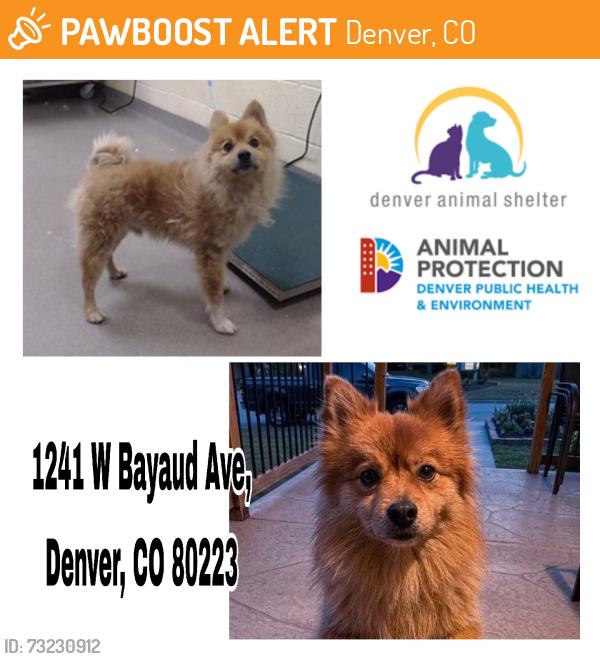 Found/Stray Male Dog last seen 1st and Sheridan, Denver, CO 80219