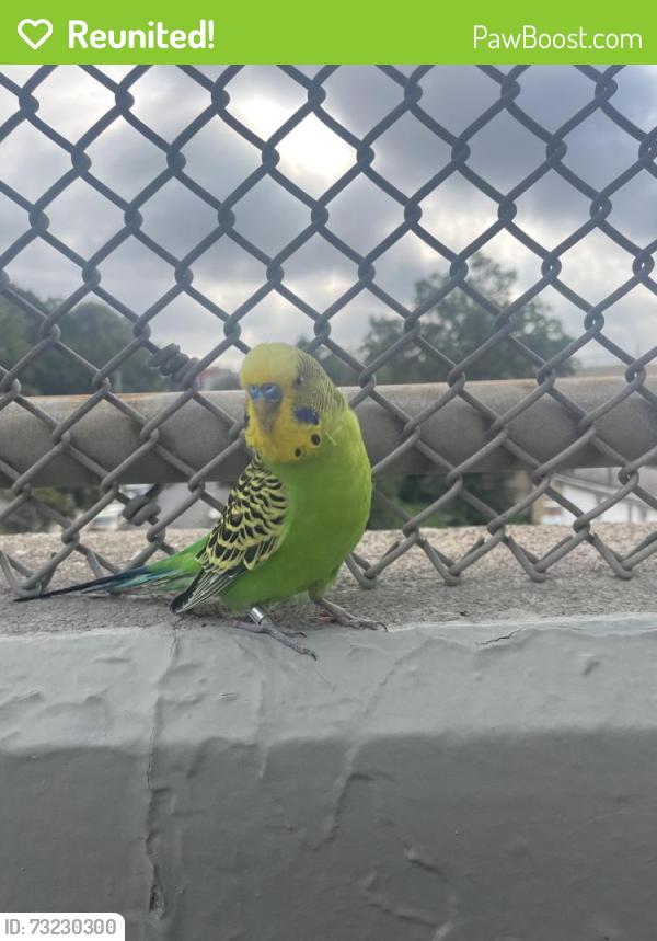 Reunited Unknown Bird last seen Highland Park on the overpass crossing the Jackie Robinson Highway, Brooklyn, NY 11207