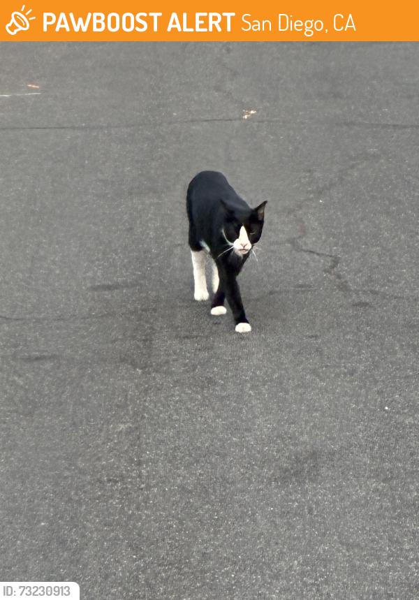 Found/Stray Unknown Cat last seen Longboat Way, San Diego, CA 92014
