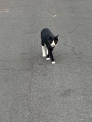 Found/Stray Unknown Cat last seen Longboat Way, San Diego, CA 92014