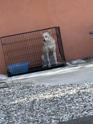 Reunited Male Dog last seen Tahquitz and Oakland, Hemet, Hemet, CA 92543