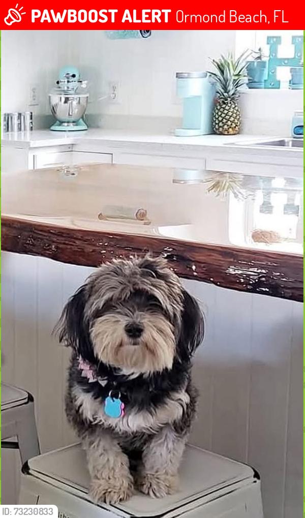 Lost Female Dog last seen Kilkenny and Aldenham, Ormond Beach, FL 32175