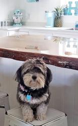 Lost Female Dog last seen Kilkenny and Aldenham, Ormond Beach, FL 32175