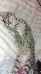 Lost Male Cat last seen Serge/Thierry, Montreal, QC 