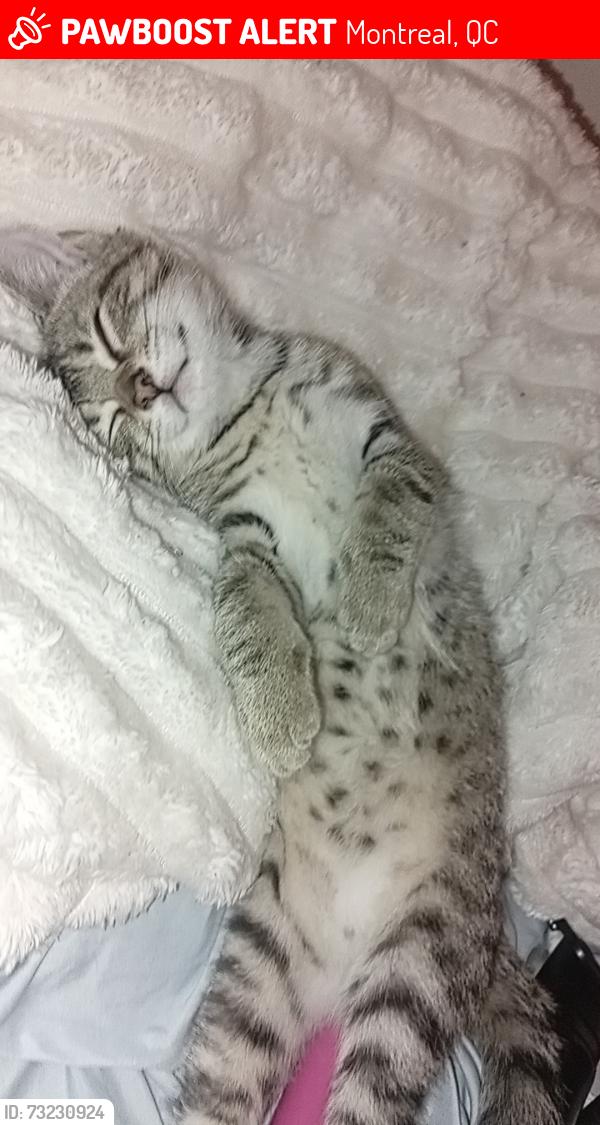Lost Male Cat last seen Serge/Thierry, Montreal, QC 