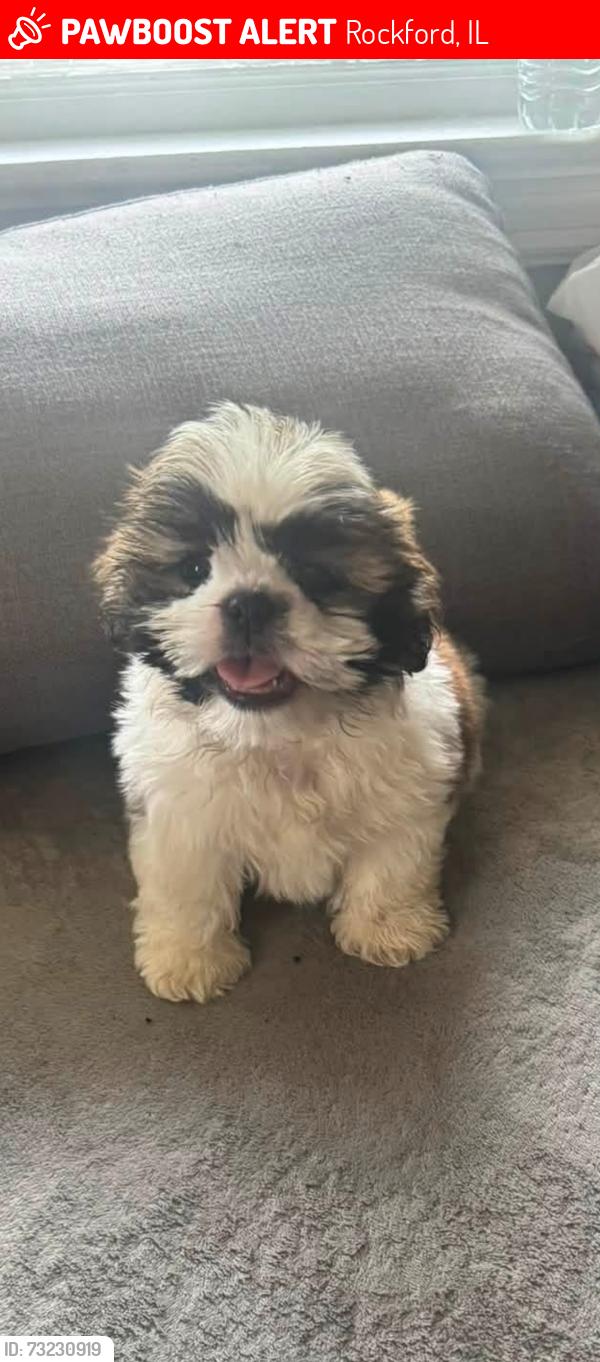 Lost Male Dog last seen South Horace, Rockford, IL 61102