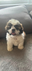 Lost Male Dog last seen South Horace, Rockford, IL 61102