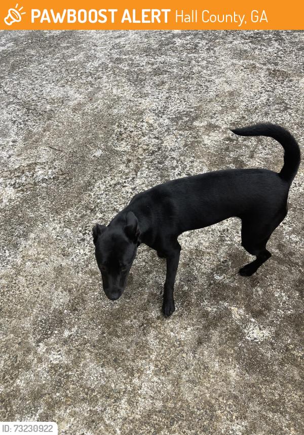 Found/Stray Female Dog last seen North Hall area, Hall County, GA 30506
